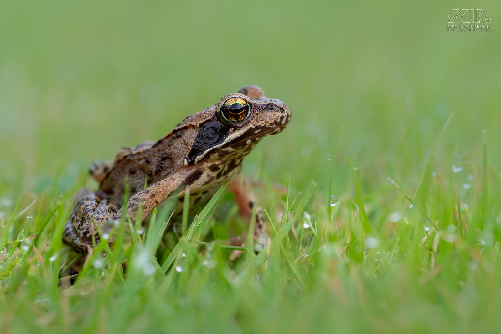 Amphibians - Brown frog Over the past year I was able to photograph quite a few amphibians. Here are some images of brown frogs, green frogs, tree frogs, common toads, natterjack toads and for the first time fire salamanders. Stefan Cruysberghs